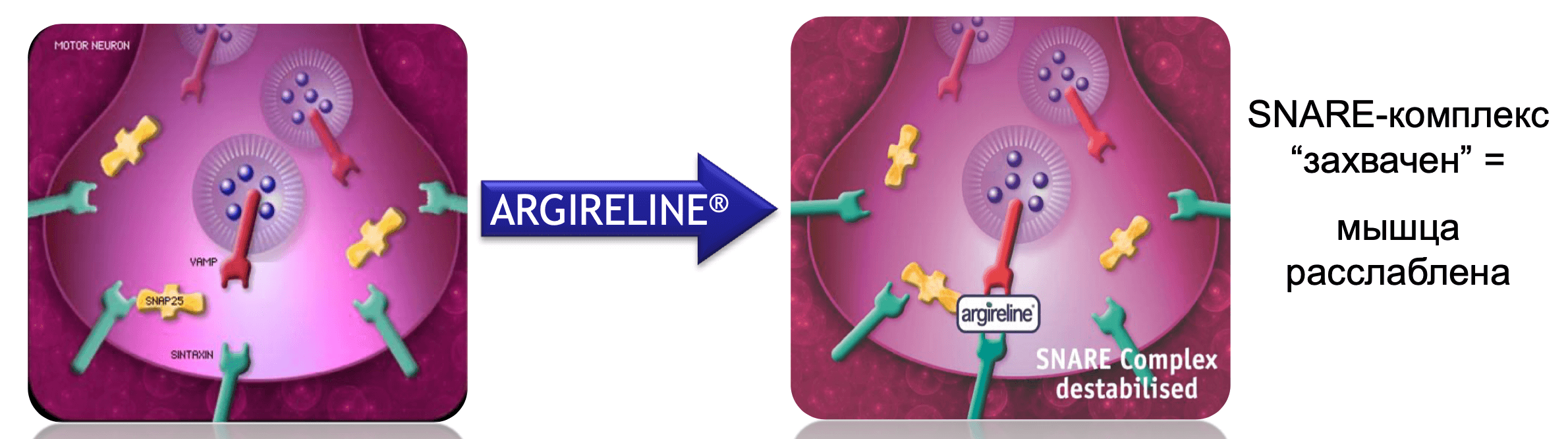 Механизм действия ацетилгексапептида-8